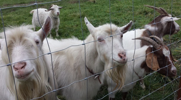 Goats At Fence